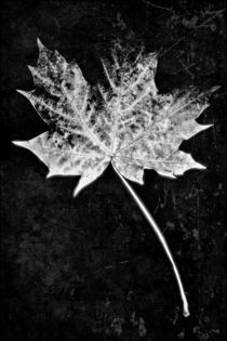 Leaf black and white by leddermann