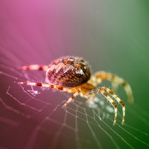 Spidery  by Rob Hawkins