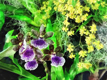 Geyser Jaimie and Golden Fantasy Orchids by Susan Savad