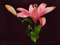 Pink Lily With Bud von Susan Savad