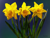 Daffodil Trio by Susan Savad