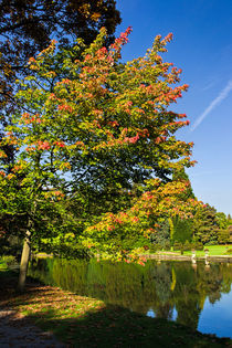 Thorp Perrow Autumn by Colin Metcalf