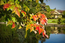 Autumn Colour von Colin Metcalf