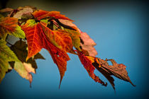 Autumn Glory von Colin Metcalf
