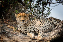 Alert Cheetah by Graham Prentice
