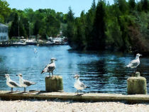 Seagulls on the Pier von Susan Savad