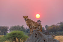 Cheetah at Sunset by Graham Prentice