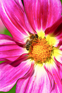 Blüte und Biene von Bernhard Kaiser