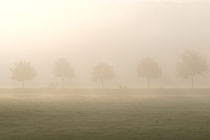 Bäume im Nebel 3 by Bernhard Kaiser
