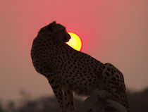 Cheetah At Sunset by Graham Prentice