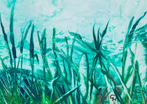 Unterwasserwelt by Carola Hauser