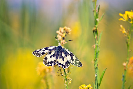 Marbled-white-butterfly