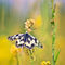 Marbled-white-butterfly