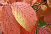 Blatt im Herbst von lorenzo-fp