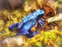 Blue Dart Frog by Susan Savad