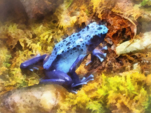 Fa-bluepoisondartfrog