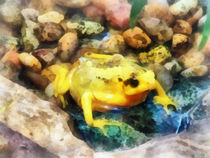Amphibian - Panamanian Golden Frog by Susan Savad