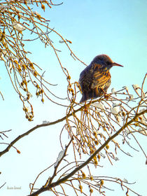 Sparrow on a Winter Branch by Susan Savad