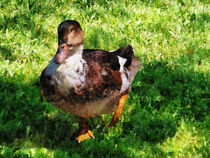 Duck With Attitude von Susan Savad