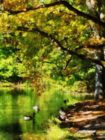 Geese By Pond in Autumn by Susan Savad