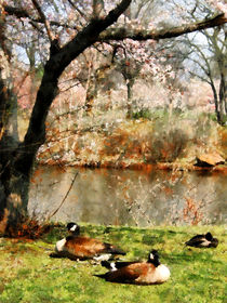 Geese Under Flowering Tree Closeup by Susan Savad