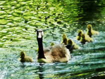 Goose Family by Susan Savad