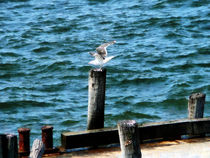 Seagull Landing by Susan Savad
