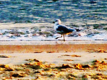 Seagull on Virginia Beach at Dawn by Susan Savad