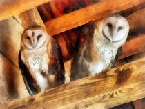 Two Barn Owls by Susan Savad