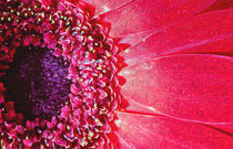 Oil Painting Poster of a Bright Pink Chrysanthemum by John Williams