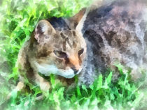 Tabby Cat Closeup by Susan Savad