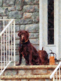 Chocolate Labrador on Porch by Susan Savad