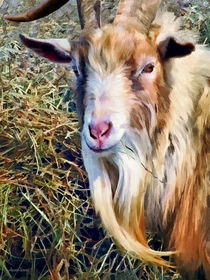 Billy Goat Closeup by Susan Savad