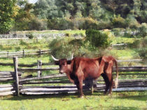 Bull in Pasture by Susan Savad