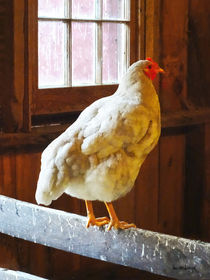 Chicken in Barn by Susan Savad