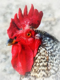 Portrait of a Rooster von Susan Savad