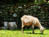 Sheep by Stone Wall by Susan Savad