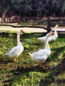 Three White Geese by Susan Savad