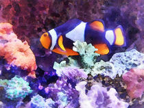 Clownfish and Coral von Susan Savad