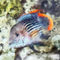 Sig-rainbowfish