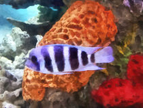 Striped Tropical Fish Frontosa by Susan Savad