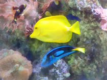 Yellow and Blue Tang Fish von Susan Savad