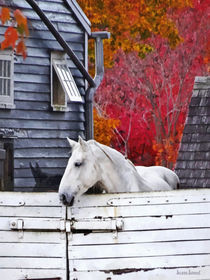 Autumn Farm With White Horse by Susan Savad
