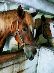 Brown Horse in Stall von Susan Savad
