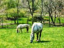 Two White Horses Grazing by Susan Savad