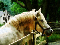 White Horse Closeup by Susan Savad