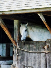 White Horse in Stable by Susan Savad