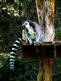 Ring-Tailed Lemur by Susan Savad