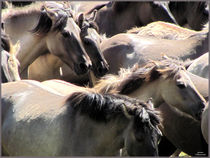 ~ Grey Horses Nr.4 ~ von Sandra  Vollmann