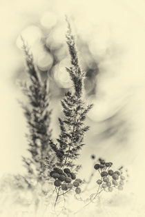Pflanzen by Sandro Mischuda